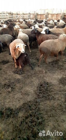 Курдючные бараны овцы ягнят