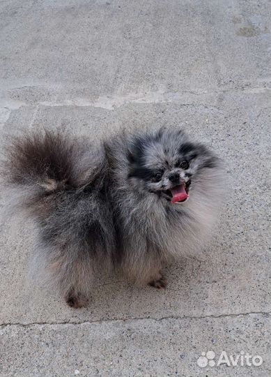 Померанский шпиц