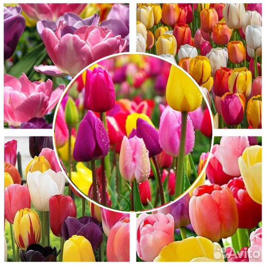 Тюльпаны луковицы упаковка 50шт