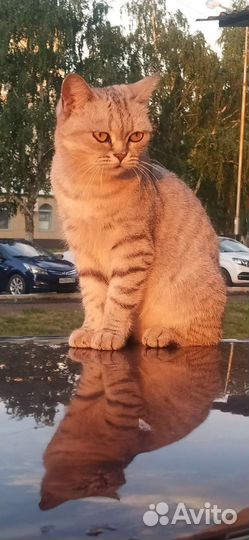 Кошка в добрые руки