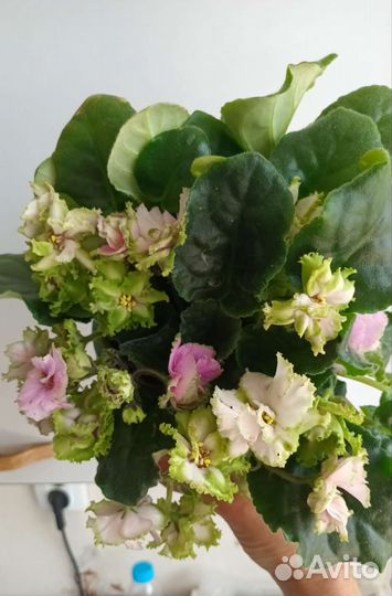 Фиалка сортовая