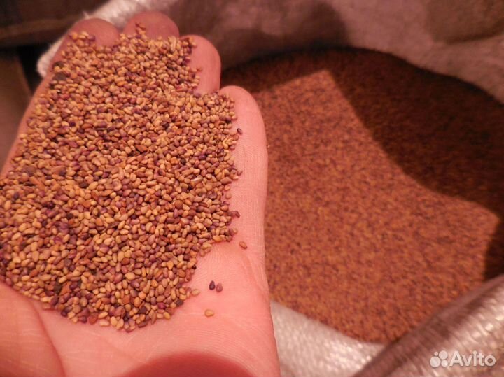 Семена клевера белого