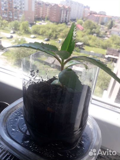 Каланхоэ лечебное