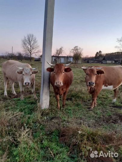 Коровы,бычки,телочки молодняк и постарше