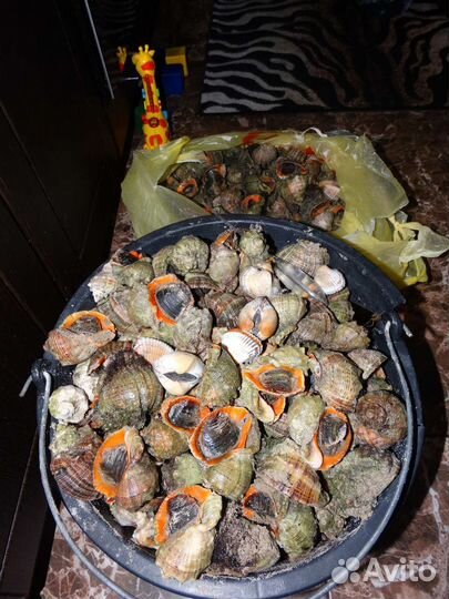 Рапан живой в ракушке