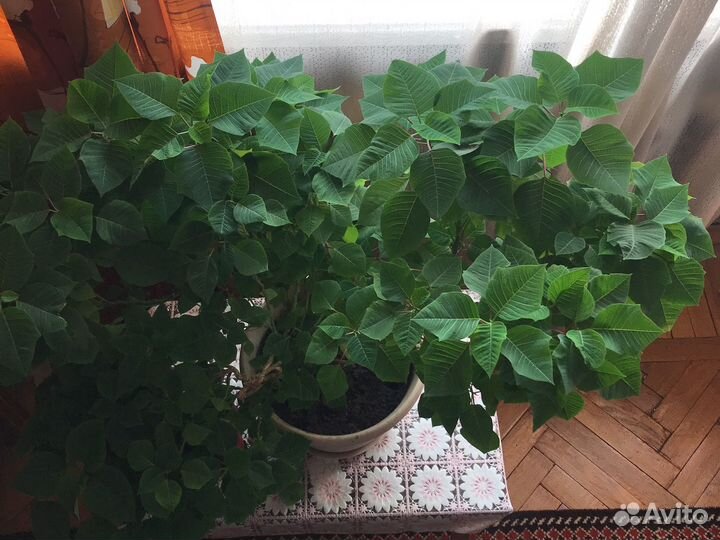 Цветок в горшке