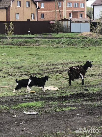 Коза с козлятами