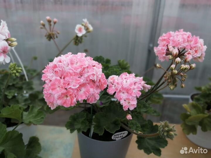 Пеларгонии сортовые