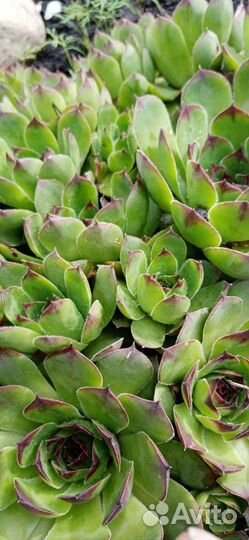 Каменная роза, молодило, суккуленты