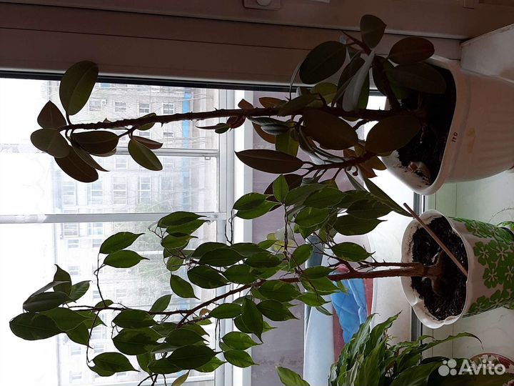 Комнатные цветы