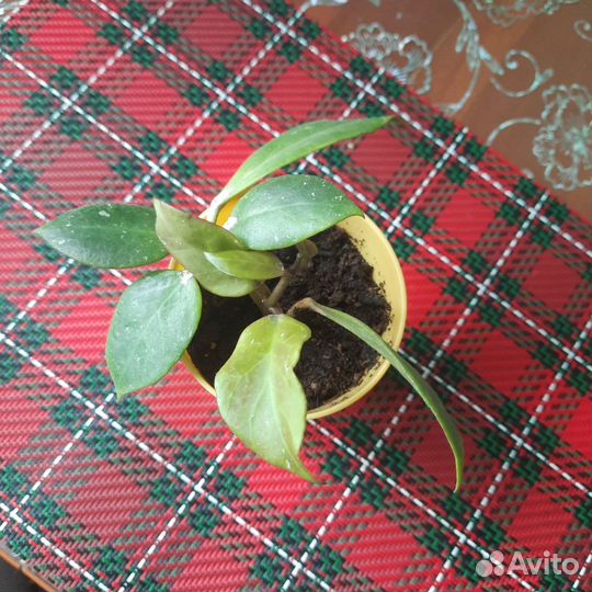 Хойя санрайз