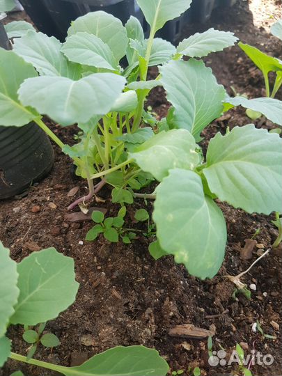 Рассада капусты