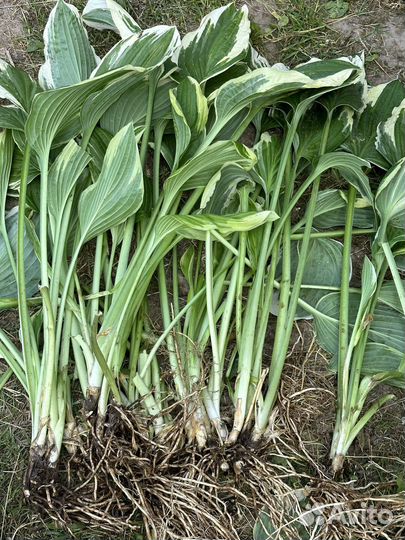 Продам хосты