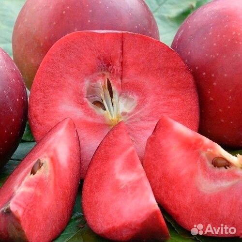 Яблоня Ред Кетти почта / самовывоз