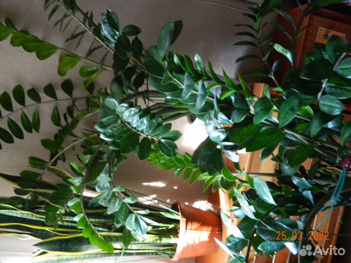 Замиокулькас-долларовое дерево