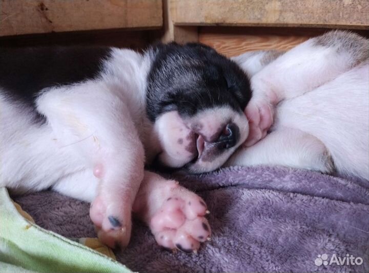 Щенки алабая