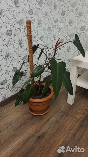 Комнатные цветы разные