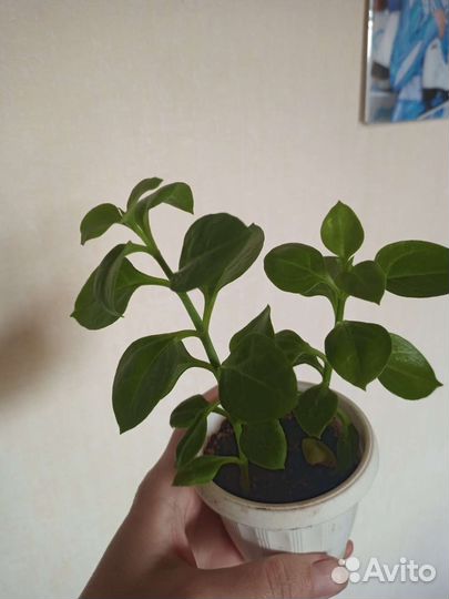 Аптения ампельный цветок