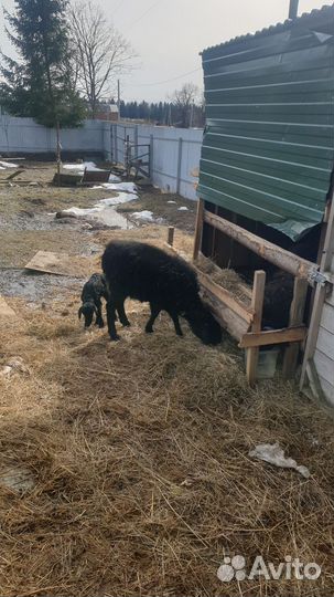 Овцыматки с ягнятами