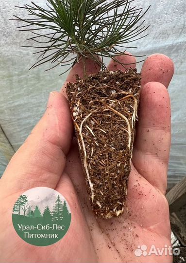 Сосна зкс окс сеянцы Ель Лиственница Голуб Горная