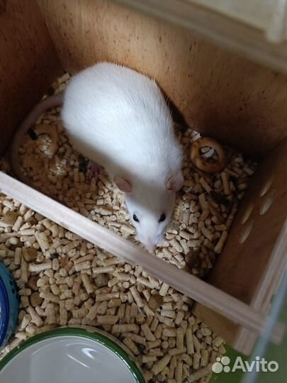 Крыса в добрые руки