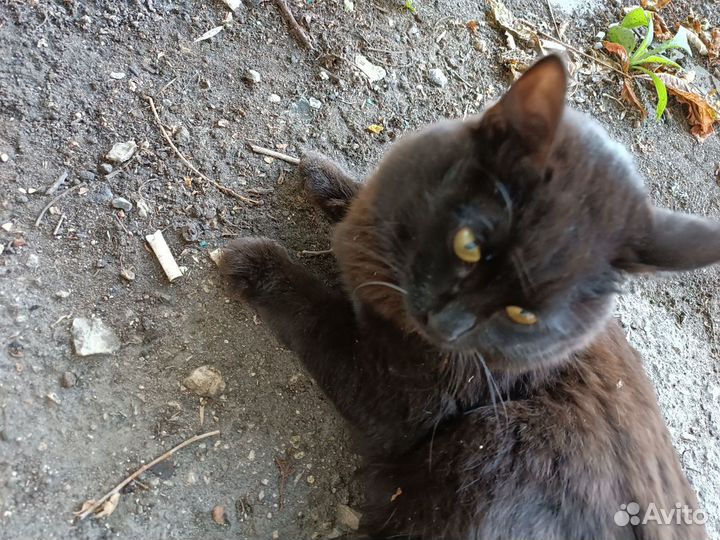 Мега ласковый в опасности