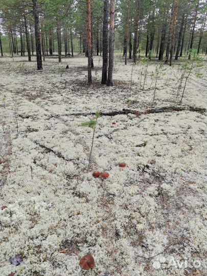 Белый гриб маринованый