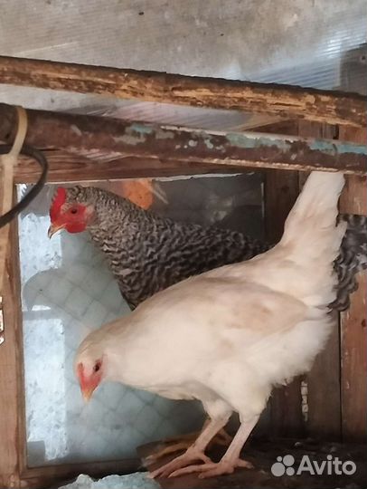 Петушки подрощенные на племя и на мясо