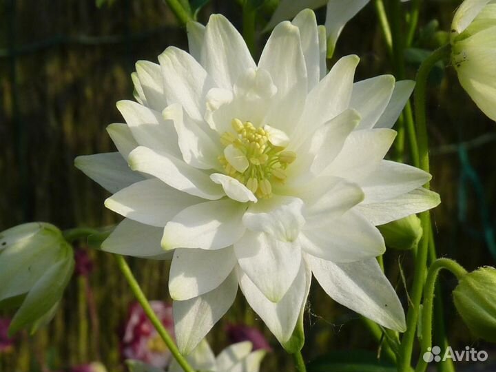 Аквилегия. Набор семян