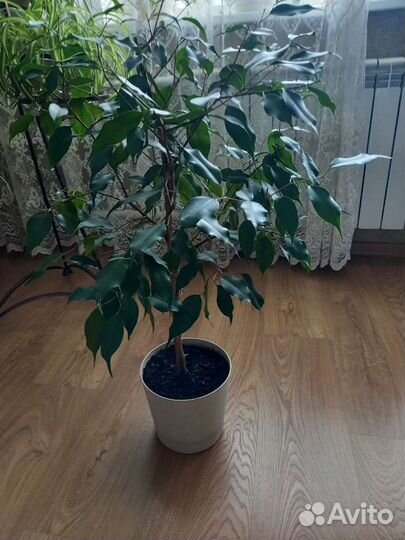 Фикус бенджамина большой