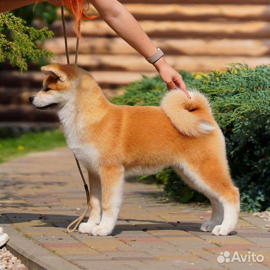 Очень красивая девочка Акита-ину