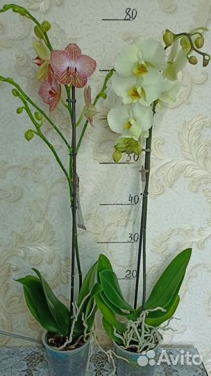 Орхидеи на один цветонос