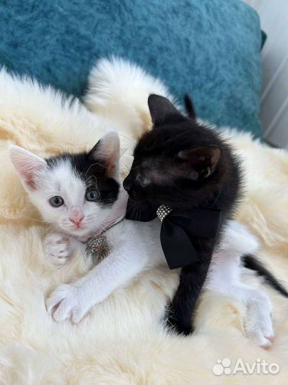 2 девочки родились 1 июля кушают все игривые