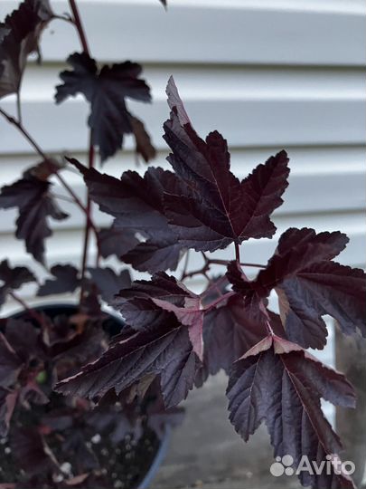 Пузыреплодник diablo