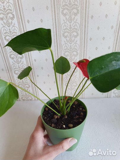Цветущий антуриум mini красный