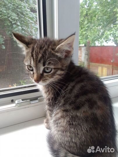 Котята в добрые руки бесплатно