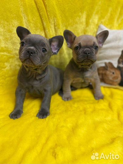 Французский бульдог щенки голубой, лиловый
