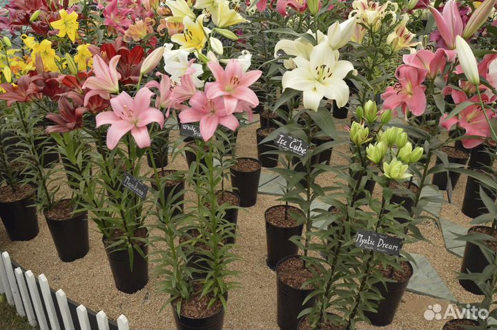 Луковицы лилии оптом