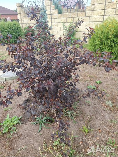 Пузыреплодник диабло