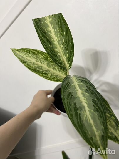 Аглаонема вайт рейн