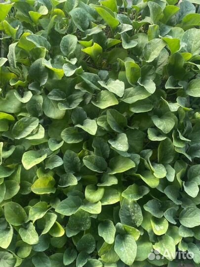 Рассада помидоры, перцы, баклажаны огурцы