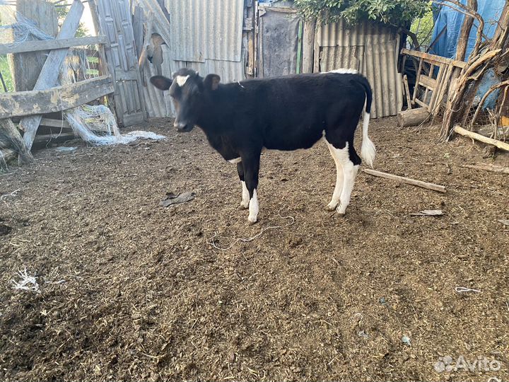 Бычки и телята