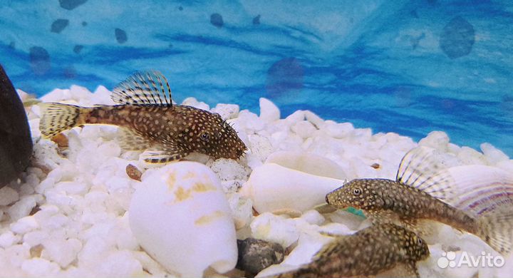 Сомики анциструсы