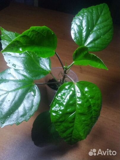 Гибискус, фиалка гибридная