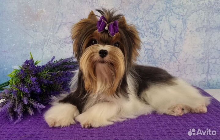 Самая красивая девочка породы Бивер