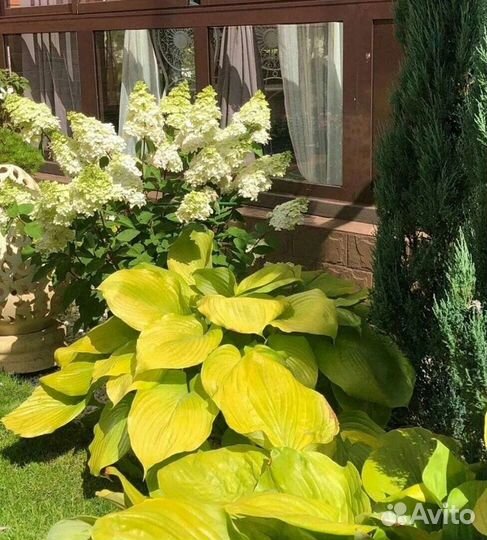 Хоста Sum and Substance (Сам Энд Сабстенс)