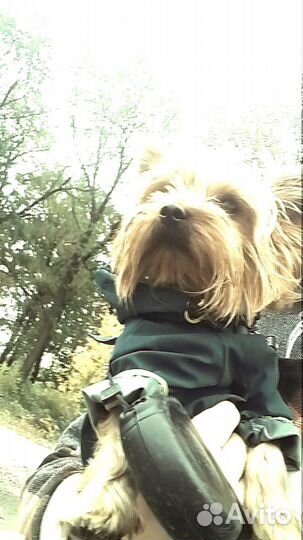 Йоркширский терьер