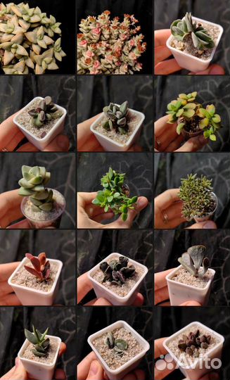 Эхеверии, крассулы и другие суккуленты