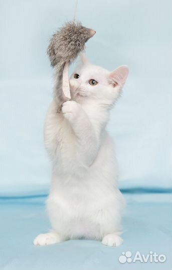 Котенок Байт ищет дом