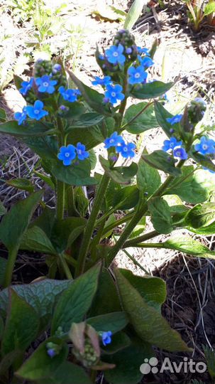 Незабудка голубая, многолетник